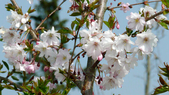 Prunus subhirtella 'Autumnalis Rosea' 