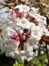 Viburnum bodnantense 'Dawn' 