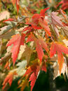 Acer rubrum 'Red Sunset' 