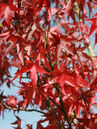 Liquidambar styraciflua 