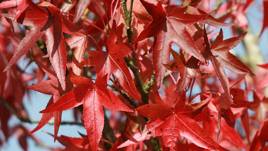 Liquidambar styraciflua 