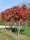Parrotia persica 'Schirm'