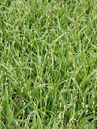 Japansegge (Carex morrowii 'Ice Dance')