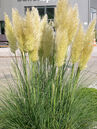 Pampasgras (Cortaderia selloana 'Pumila')