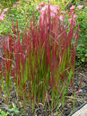 Blutgras (Imperata cylindrica 'Red Baron')