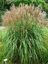 Chinaschilf (Miscanthus sinensis 'Malepartus')