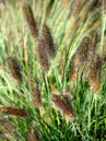 Pennisetum alopecuroides 'Herbstzauber'
