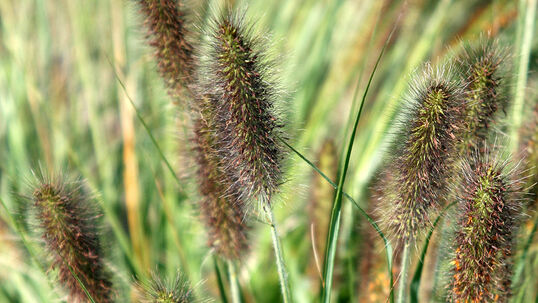 Pennisetum alopecuroides 'Herbstzauber'