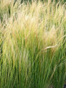 Engelshaar (Stipa tenuissima 'Ponytails')