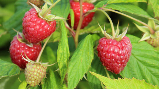 Himbeere 'Glen Ample'