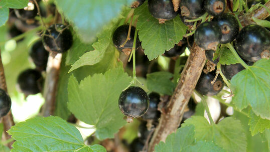 Schwarze Johannisbeeren 