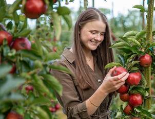 Reifetabellen für Obst und Beeren