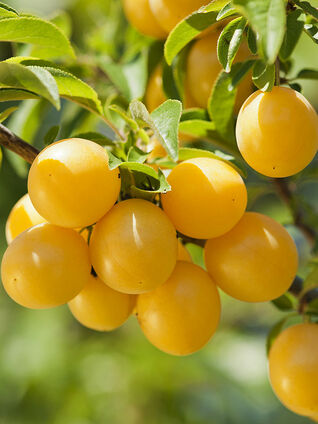 'Mirabelle de Nancy' Foto © Fotolia