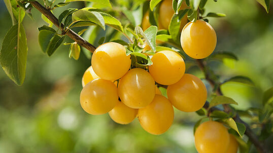 'Mirabelle de Nancy' Foto © Fotolia