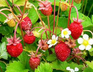 Beerige Vitaminhecke 1