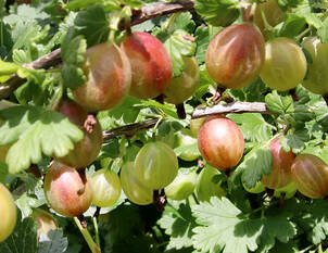 Beerige Vitaminhecke 2