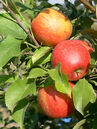 Malus 'Pumilio'