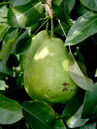 Pyrus 'Sweet Dwarf'