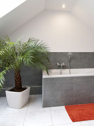 Es gibt viele Pflanzen, die feuchtwarmes Klima schätzen. Auch zu Hause im Badezimmer gedeihen diese Pflanzen deshalb besonders gut. 