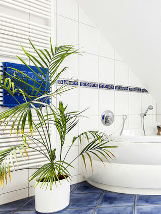 Pflanzen im Bad müssen nicht so häufig gegossen werden, da sie über die Blätter bereits die vorhandene Feuchtigkeit aufnehmen und die Verdunstung kleiner ist.