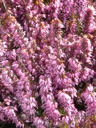 Erica carnea 'Winter Beauty'