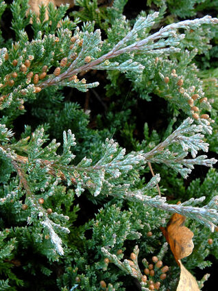 Juniperus horizontalis 'Blue Chip'  Foto © Fotolia