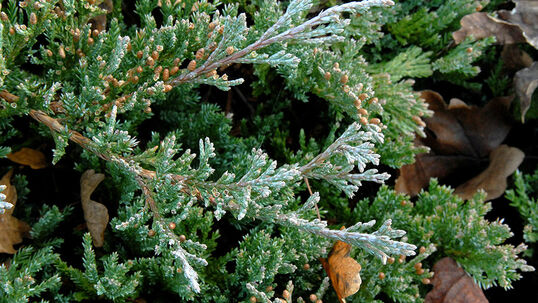 Juniperus horizontalis 'Blue Chip' Foto © Fotolia