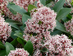 Balkonpflanzen für den Winter