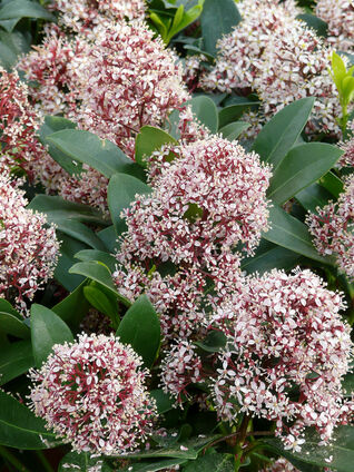 Skimmia japonica 'Rubella'