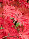 Acer japonicum 'Aconitifolium'
