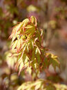 Acer palmatum 'Katsura'