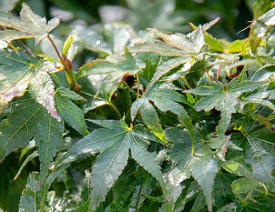 Beliebte Japanische Ahorne