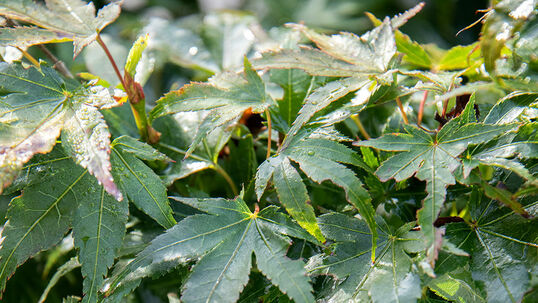 Acer palmatum 'Mikawa yatsubusa'
