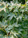 Acer palmatum 'Mikawa yatsubusa'