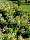Hedera helix 'Arborescens'
