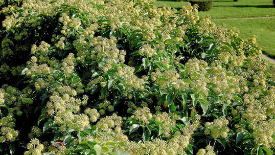 Hedera helix 'Arborescens' 