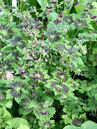 Geranium phaeum 'Samobor'