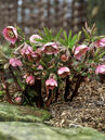 Helleborus orientalis