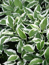Hosta 'Patriot' 