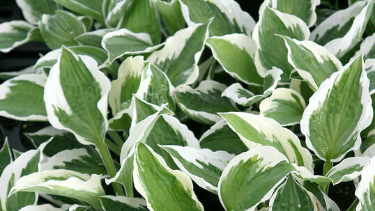 Hosta 'Patriot' 