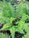 Polystichum aculeatum