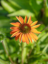 Echinacea purpurea 'Cheyenne spirit'