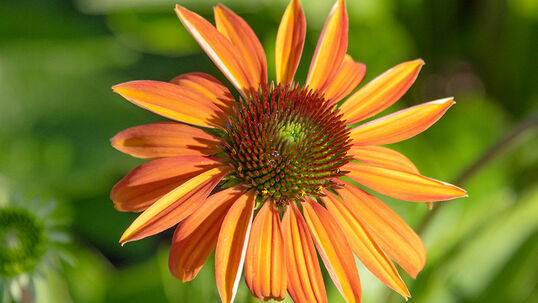 Echinacea purpurea 'Cheyenne spirit' 