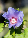 Hibiscus syriacus 'Oiseau Bleu'