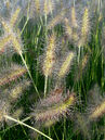 Pennisetum alopecuroides 'Gelbstiel'