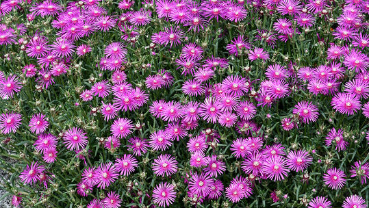 Delosperma cooperi 
