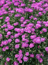 Delosperma cooperi 