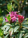Rhododendron ferrugineum 