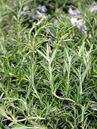 Rosmarinus officinalis 