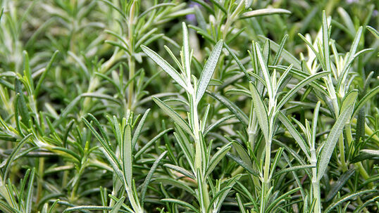 Rosmarinus officinalis 